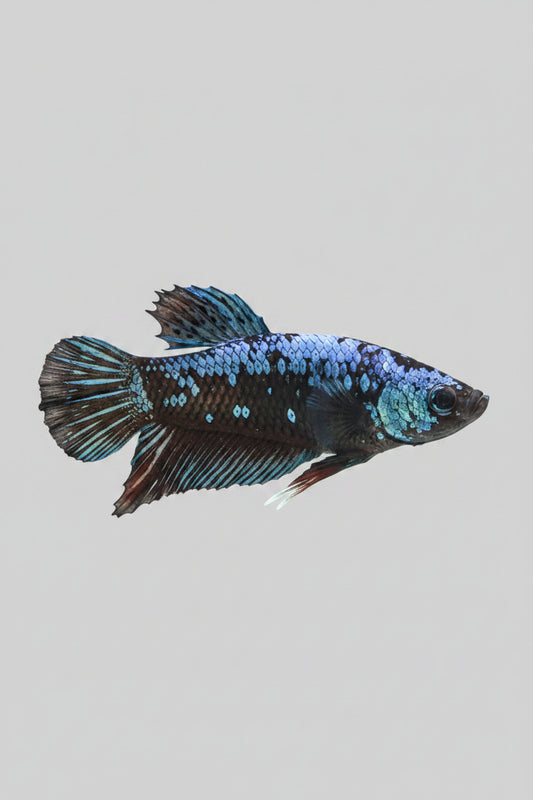 Betta-Blue Samurai