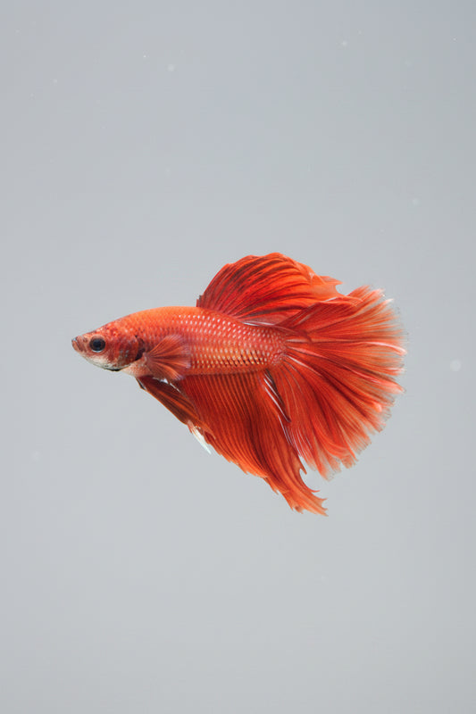 Betta-Male Halfmoon 2