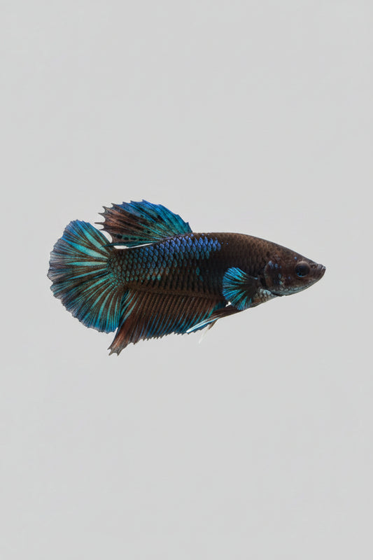 Betta-Male Plakat 10