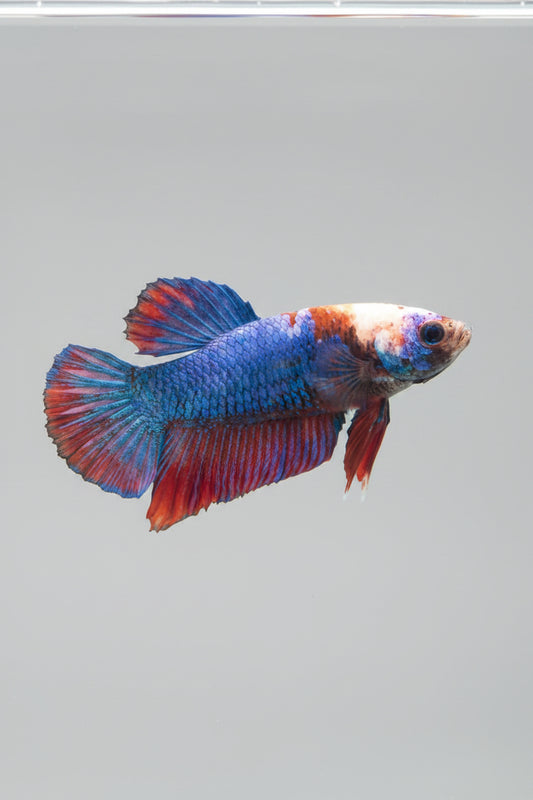 Betta-Male Plakat 9