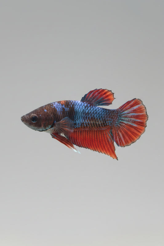 Betta-Male Plakat 7