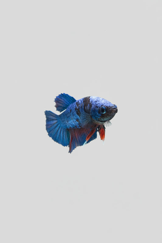 Betta-Male Plakat 8