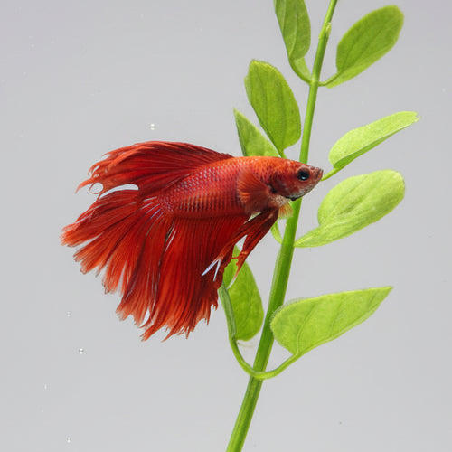 Betta-Red Male Halfmoon 3
