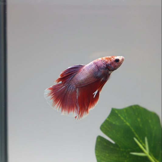 Betta-Red Male Halfmoon