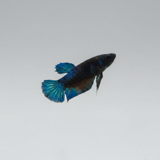Betta-Blue Male Plakat