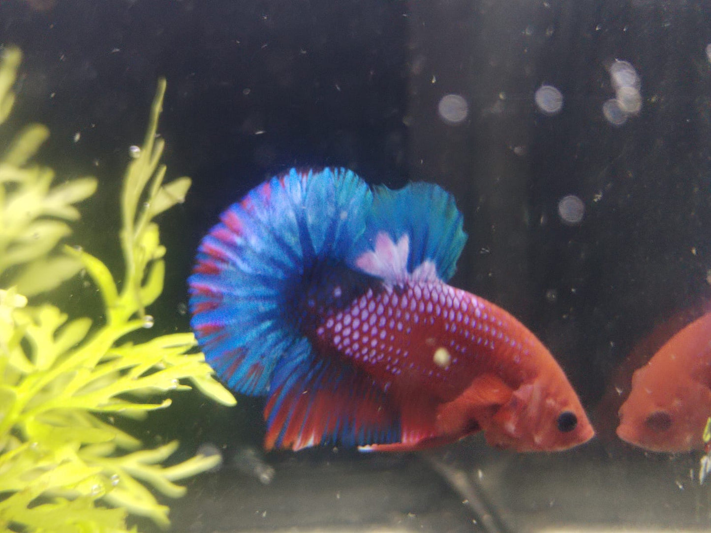 Betta-Hellboy