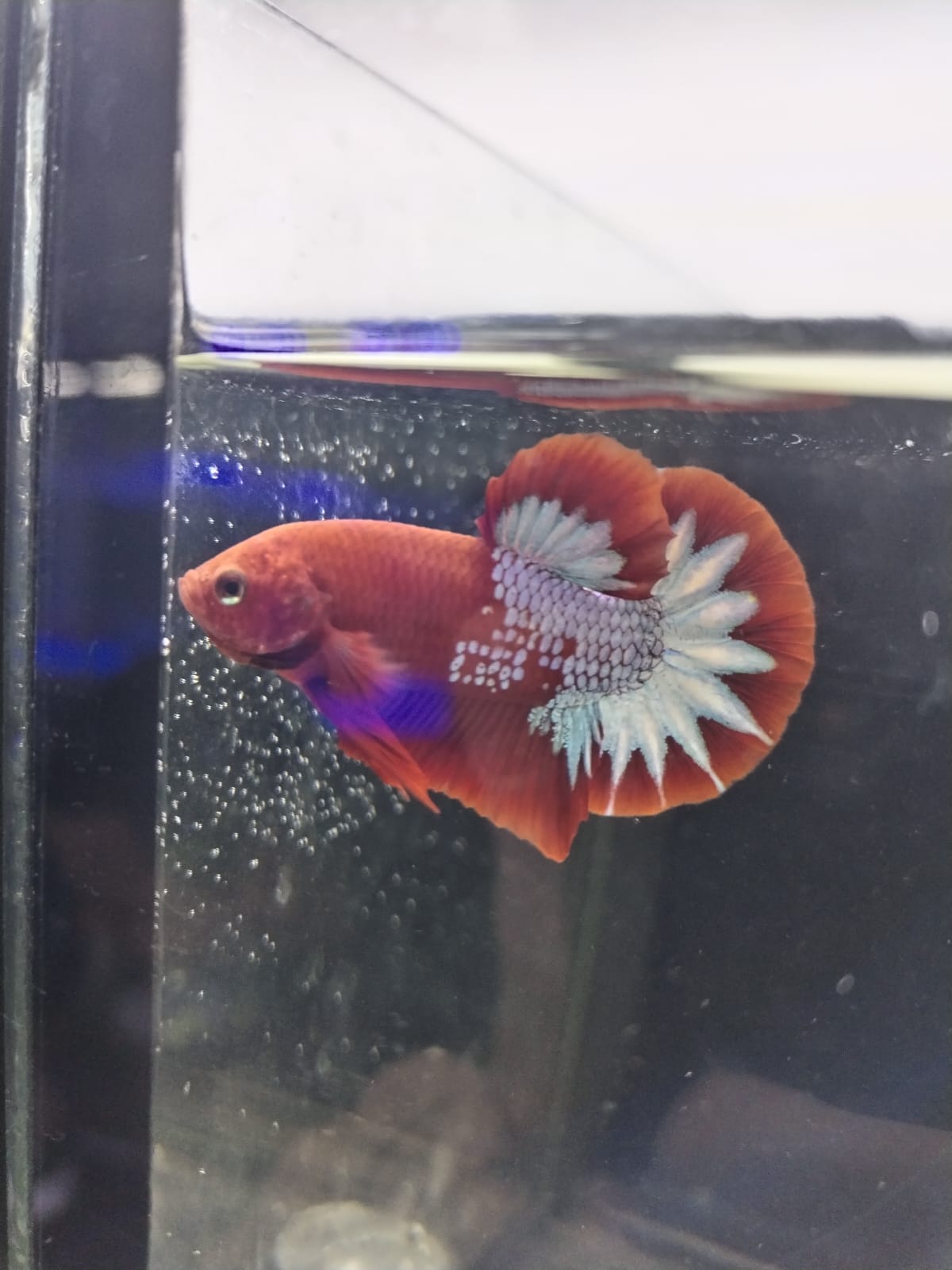 Betta-Hellboy
