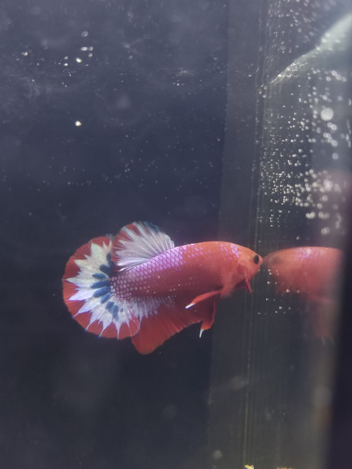 Betta-Hellboy