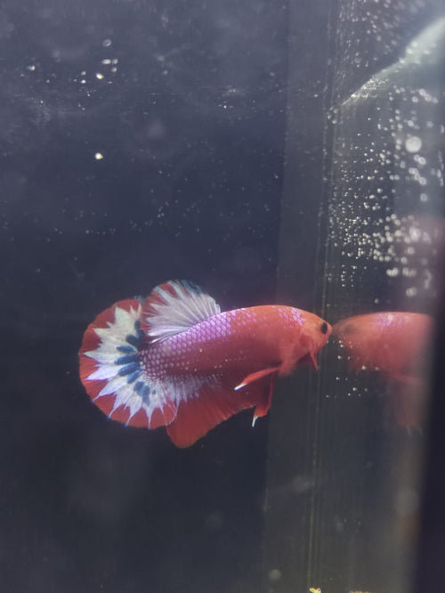Betta-Hellboy
