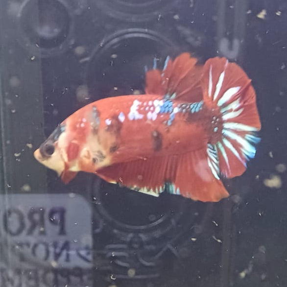 Betta-Koi Candy