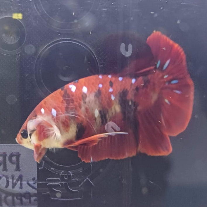 Betta-Koi Candy