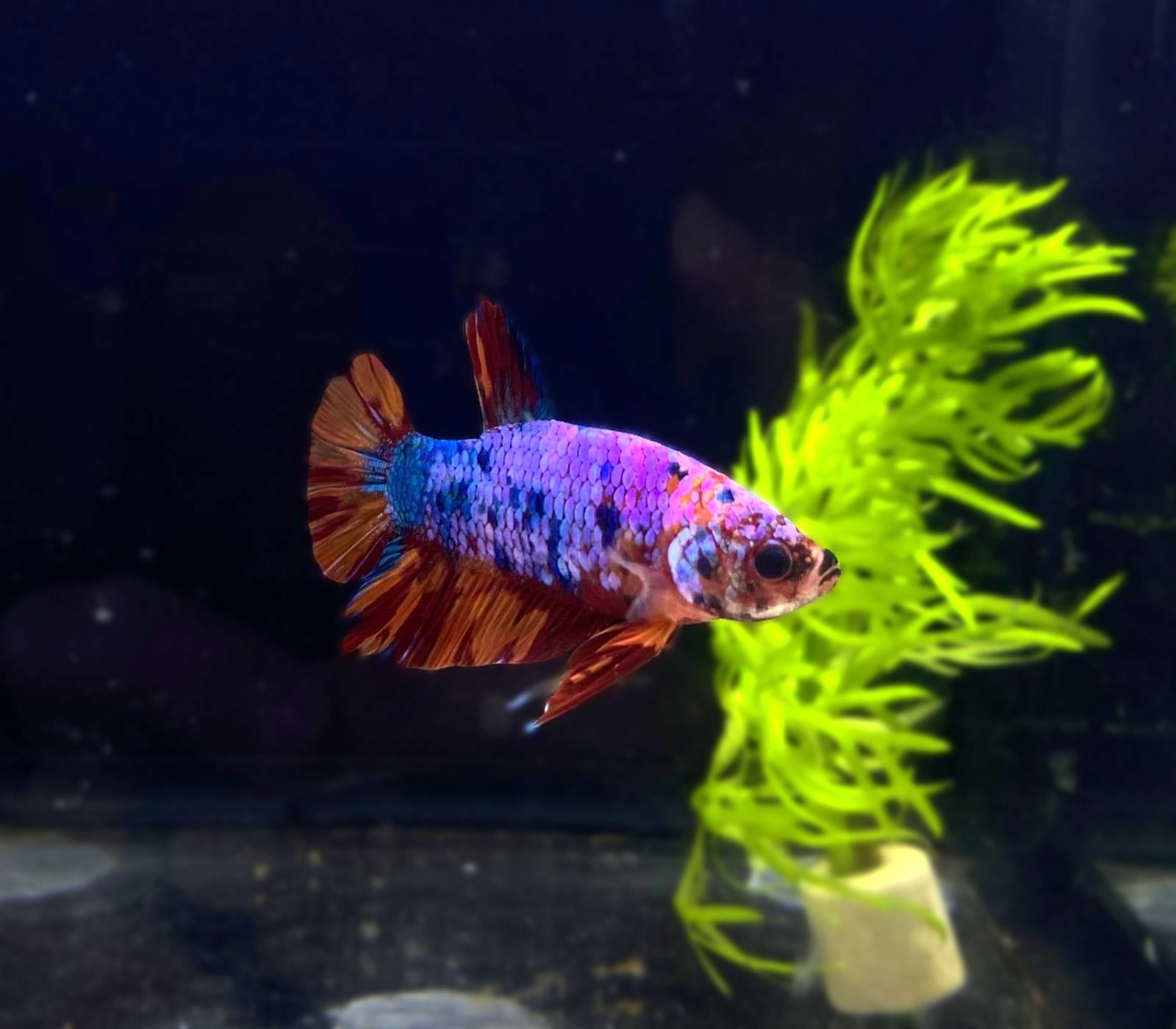 Betta-Candy