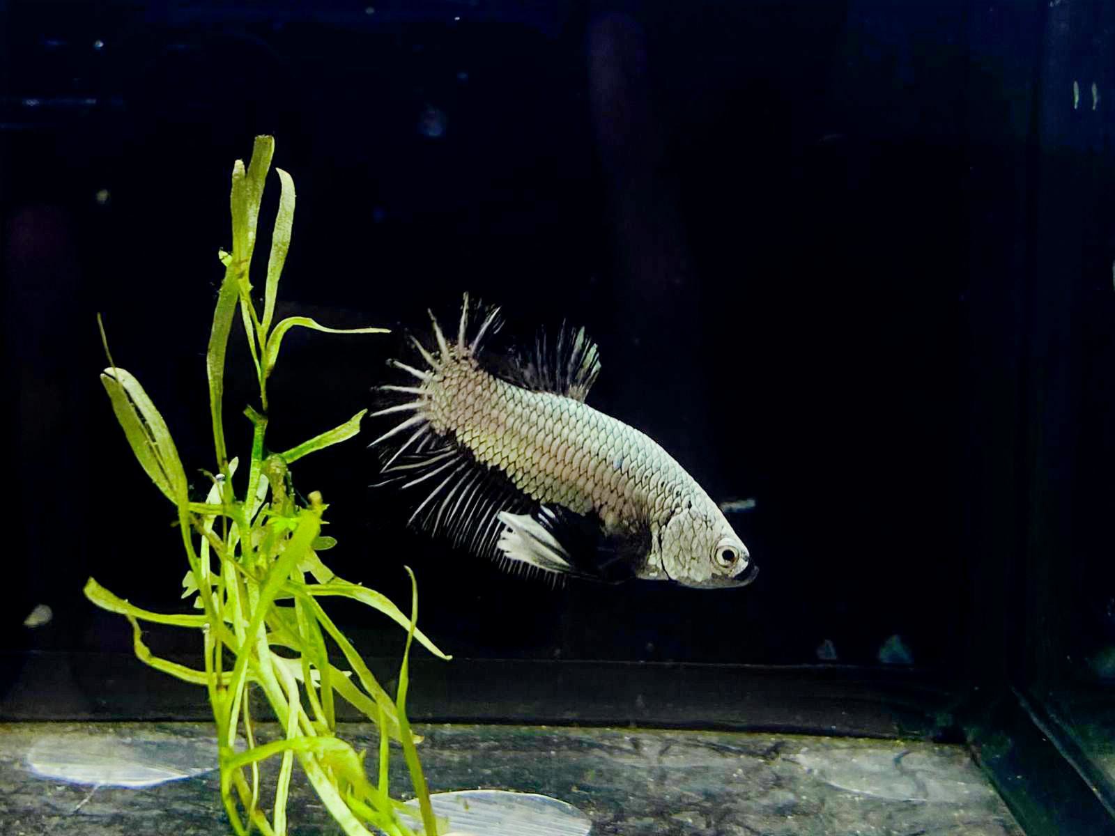 Betta-Black Dragon