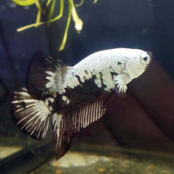 Betta-Black Dragon