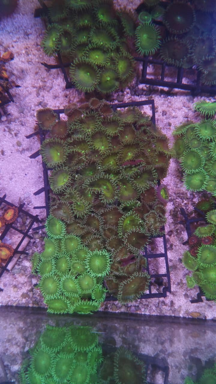 Green Palythoa Mix (on eggcrate)