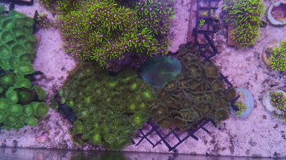 Green Palythoa Mix (on eggcrate)
