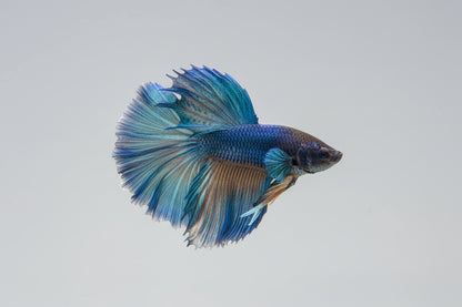 Betta-Rosetail Mustard Gas