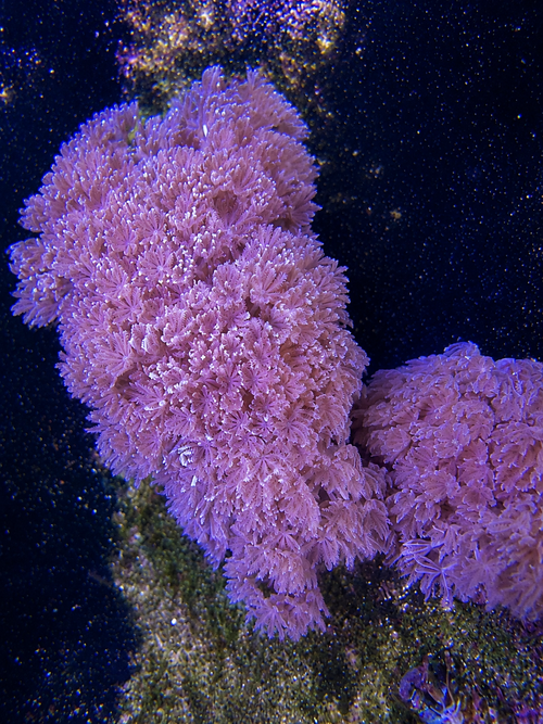 Pulsing Xenia