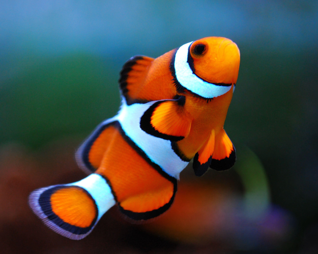 Clown Fish 60mm+-