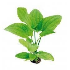 Amazon Sword (Tall) - Local