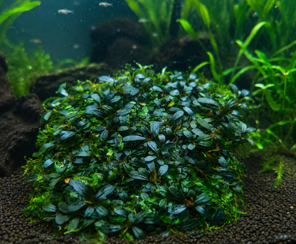 Bucephalandra Portions- 80mm Tub