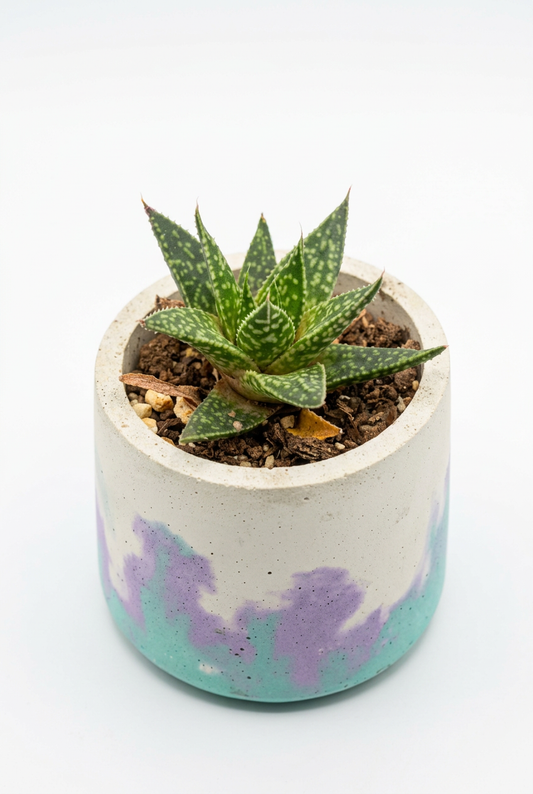 Gasteraloe Mini Aloe Succulent M3