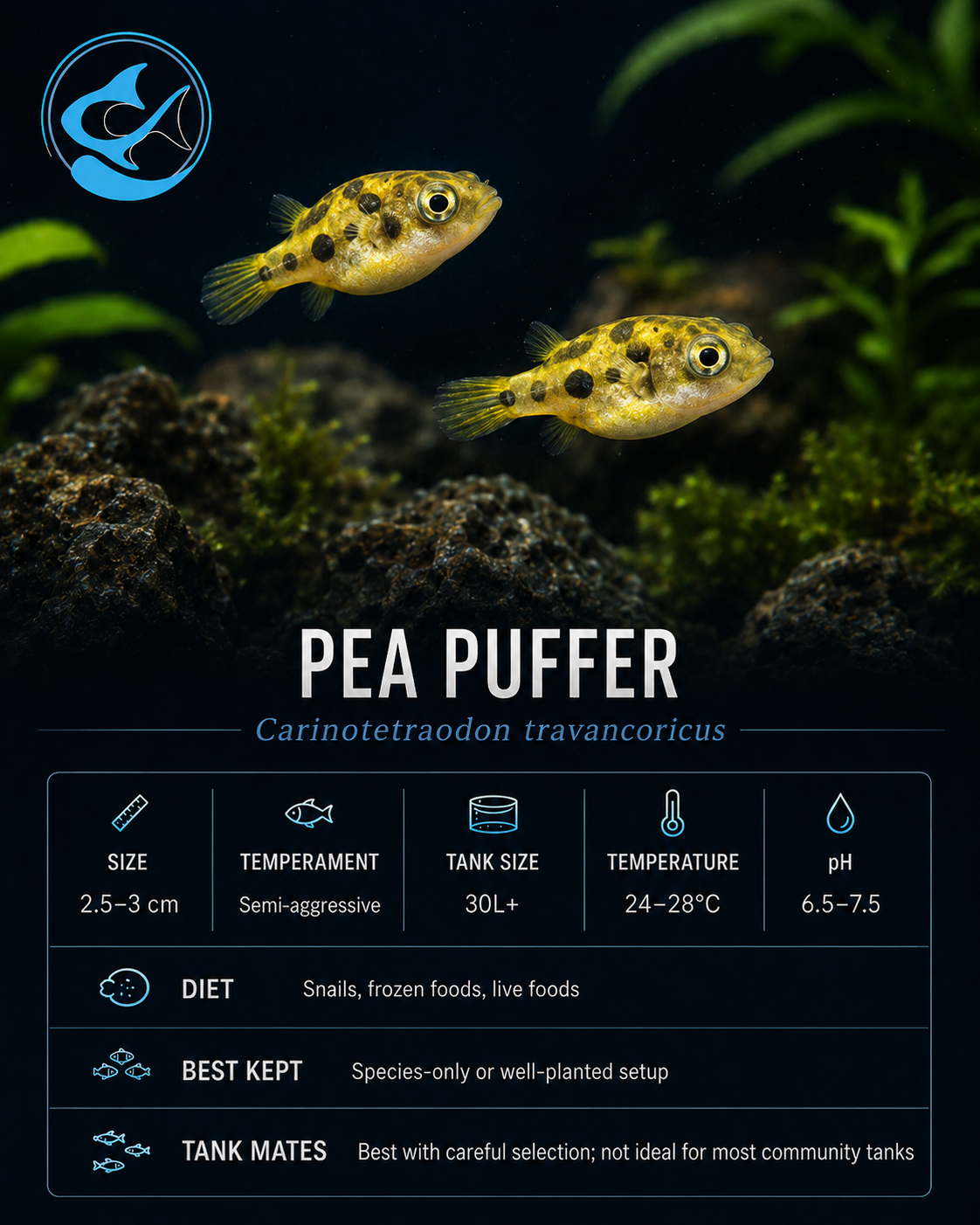 Puffer-Pea