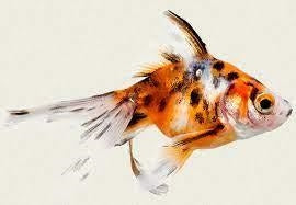 Fantail Goldfish