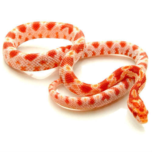 Albino Corn Snake