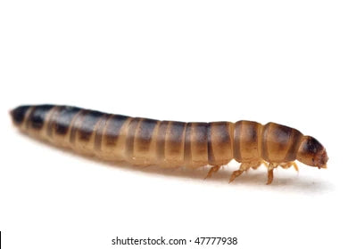 Lesser Mealworms