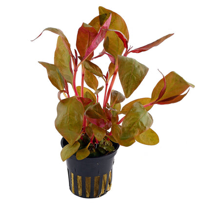 Alternanthera - Local