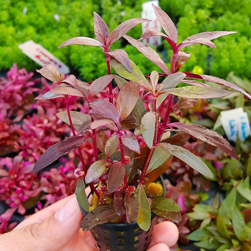 Alternanthera - Local