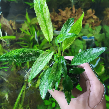 Horizon Labs Anubias Minima Variegated 'In Vitro'
