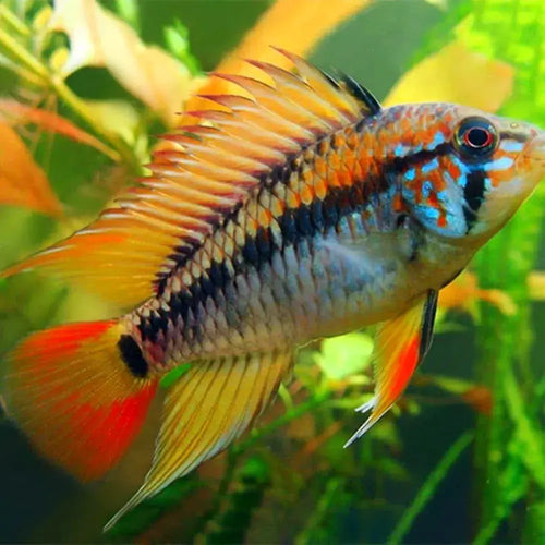 Apistogramma-Viejita Red(30mm)