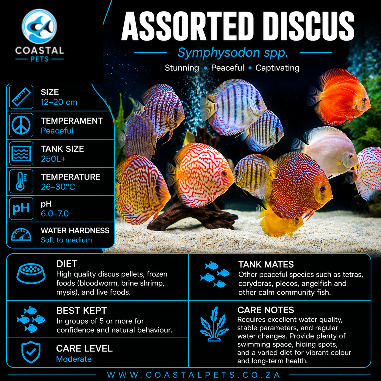 Discus-Assorted(50-60mm)