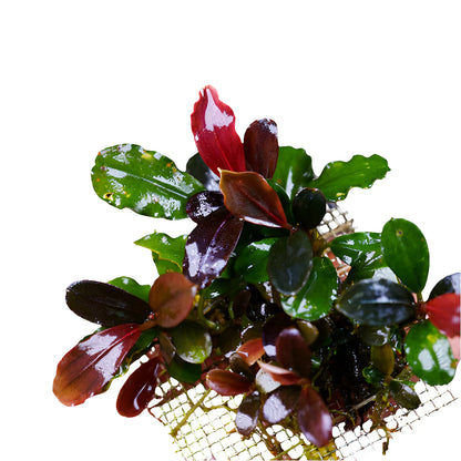 Bucephalandra Portions- 80mm Tub