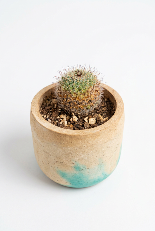 Mammillaria Pincusion Cactus M4