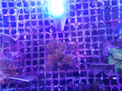 Acropora B10