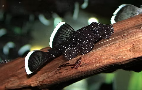 Peppermint Pleco L181 (30mm)