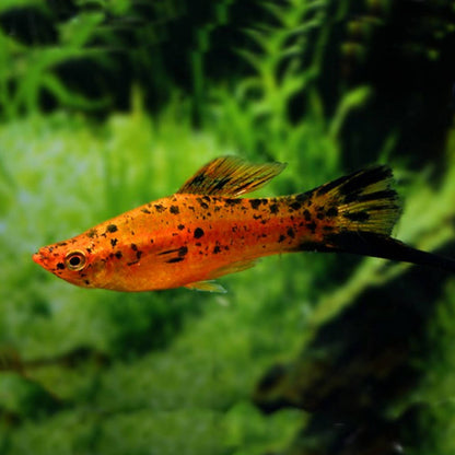 Swordtail(40-60mm)