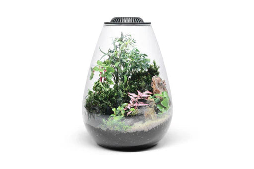 Bio Bowls Terrariums