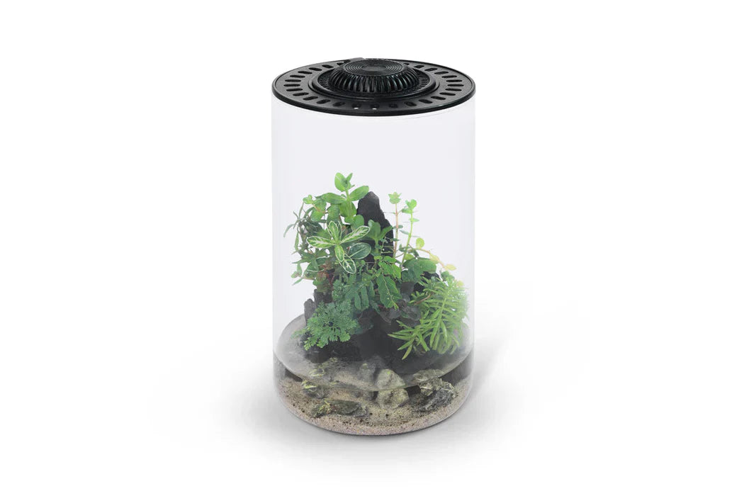 Bio Bowls Terrariums