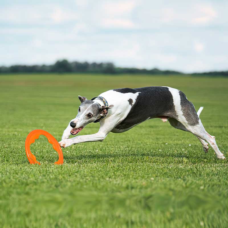 Bionic Toss n Tug Turbo