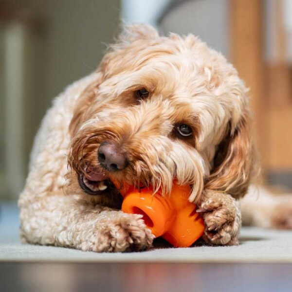 Bionic Treat Star Toy