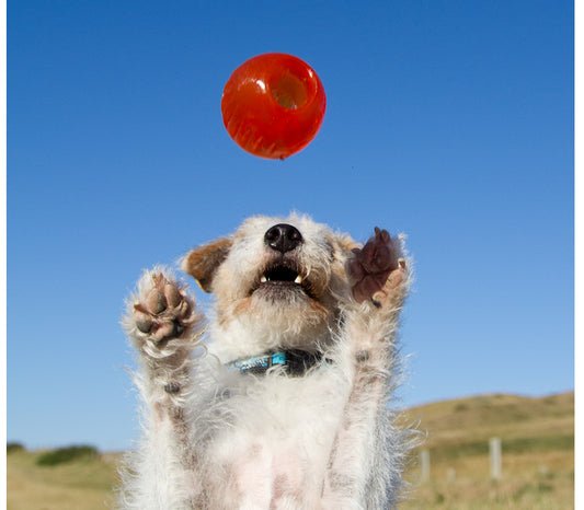 Bionic Ball Toy