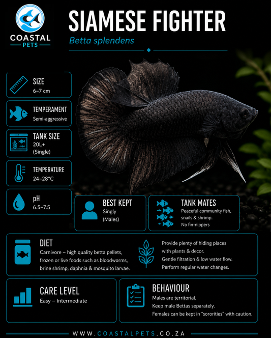 Betta-Black Plakat