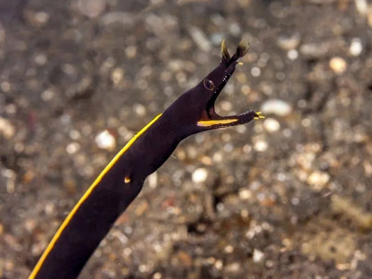 Black Ribbon Eel