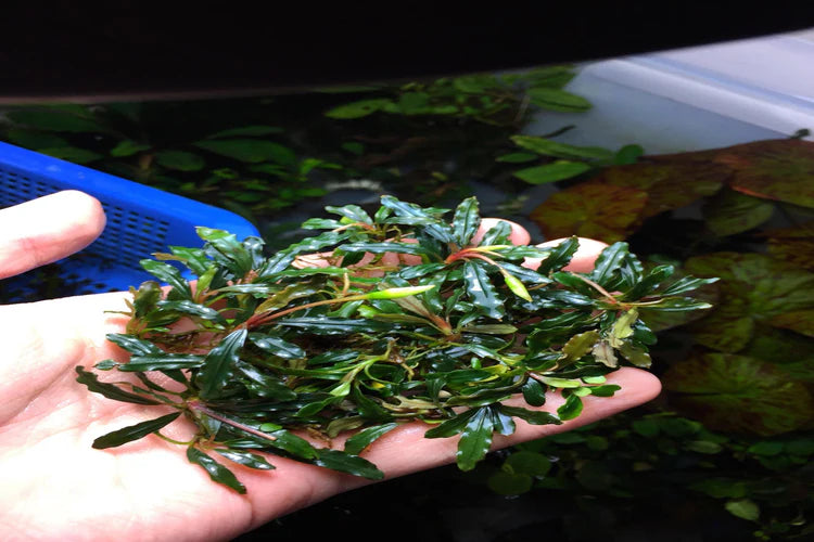 Bucephalandra Brownie Hellfire