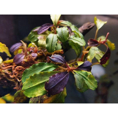 Bucephalandra Portions- 80mm Tub