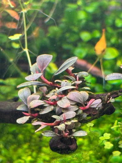 Bucephalandra Portions- 80mm Tub